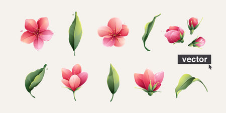 Botanical collection of sakura blooming flowers. vector watercolor style. Pink cherry blossom, petals, bud, and green leaves. Perfect for wedding invitations, greeting cards, eco oriental posters.の写真素材
