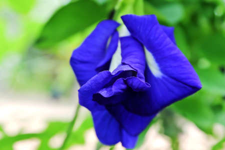 Pea flowers 