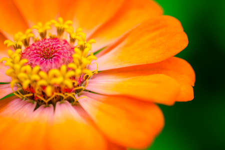 Flowers in spring with green  backgroundの写真素材