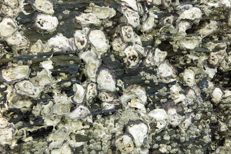 Fossil Shell Beach