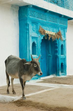 Indian sacred cow and blue gatesの写真素材