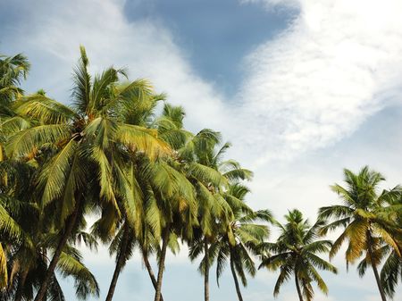 Coconut trees