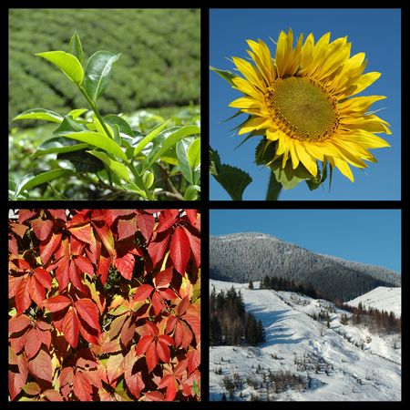Four seasons - nature collage の写真素材