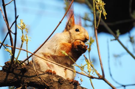 Little red squirrel is cracking nuts