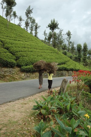 Nuwara Elliya,Sri Lanka, December 19,2009 -  women carrying brushwood for a living December 19,2009 in Nuwara Elliya.Nuwara Elliya is a town in the central highlands of Sri Lanka famous for its tea plantationsのeditorial素材