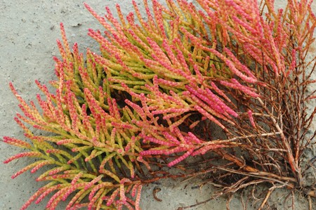 Dwarf saltwort or dwarf glasswort (or marsh samphire) - coastal flowering plantの写真素材