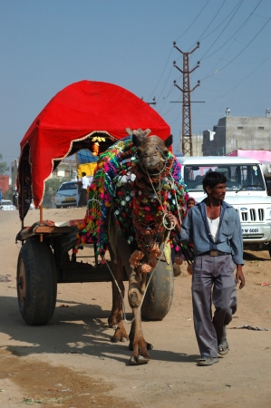 Pushkar, India,November 21,2012 - Decorated camel and his owner are going to take part at annual pushkar camel mela (fair) のeditorial素材