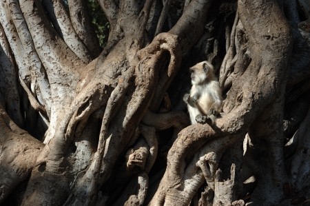Gray  Hanuman  langur  baby sitting on banyan tree の写真素材