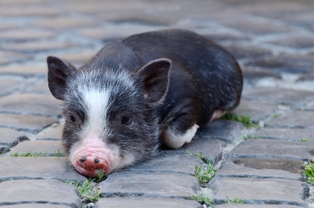 Portrait of little funny black vietnam piglet lying on the groundの写真素材