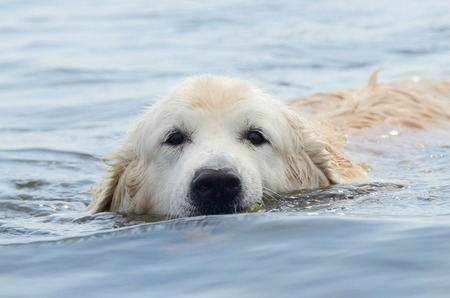 Portrait of swimming golden retriever dogの写真素材