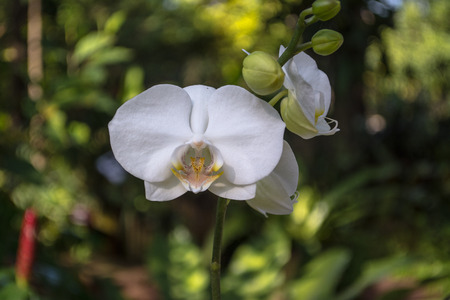 Orchid park is the beautiful orchids set in a delightful natural environment.の写真素材