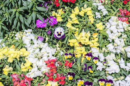 A flower garden in the valley are planted flowers alternating current. The unique flowering throughout the season.の写真素材