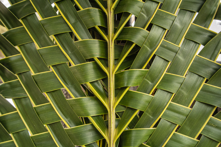 Natural texture made from coconut leaf.の写真素材