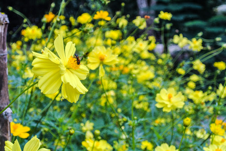 Cosmos is also known as Sulfur Cosmos and Yellow Cosmos. It is native to Mexico, Central Americaの写真素材