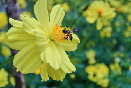Cosmos is also known as Sulfur Cosmos and Yellow Cosmos. It is native to Mexico, Central Americaの写真素材