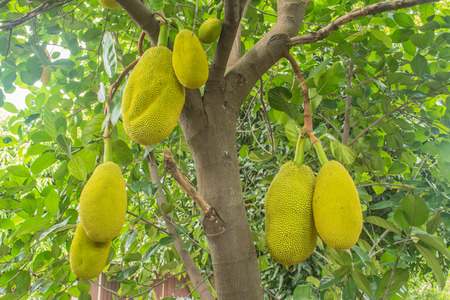 The jackfruit, jack tree, is a species of tree in the fig, mulberry, and breadfruit family native to...