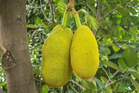 The jackfruit, jack tree, is a species of tree in the fig, mulberry, and breadfruit family native to...