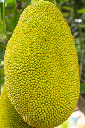 The jackfruit, jack tree, is a species of tree in the fig, mulberry, and breadfruit family native to...