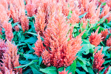 Flower garden decorated for the beauty of the place.の写真素材