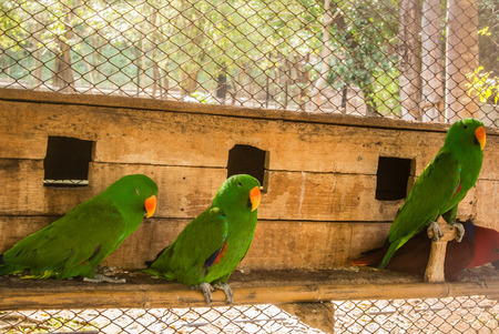 Parrots or psittacines are birds found in most tropical and subtropical regions. The greatest...