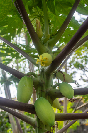 Green papaya is used in Southeast Asian cooking, both raw and cooked. In some parts of Asia, the young leaves of the papaya are steamed and eaten like spinachの写真素材
