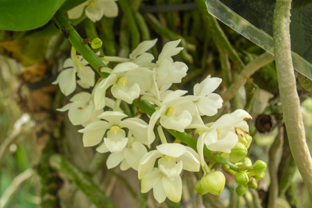 Beautiful orchid named Rhynchostylis gigantean within the flower garden Ratchaburi Province of Thailand.の写真素材