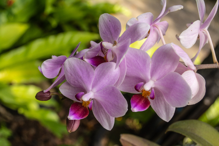 Beautiful orchid park has Dendrobium family flower in spring season at Ratchaburi Province of Thailandの写真素材