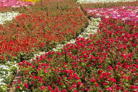 There are beautiful and colorful flowers in the garden Bangkok of Thailandの写真素材