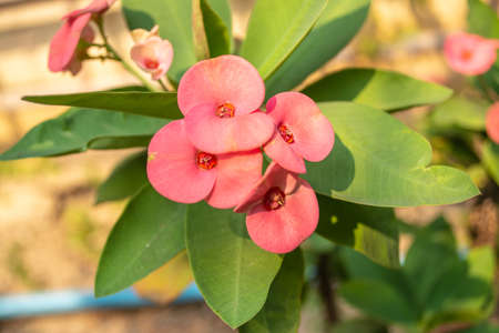 The red flower named Euphorbia milii or Christ plant or Christ thorn that is a species of flowering plant in the spurgeの写真素材