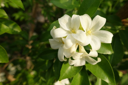 Orange Jessamine