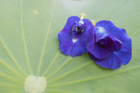two pea flower on background Lotus leafの写真素材