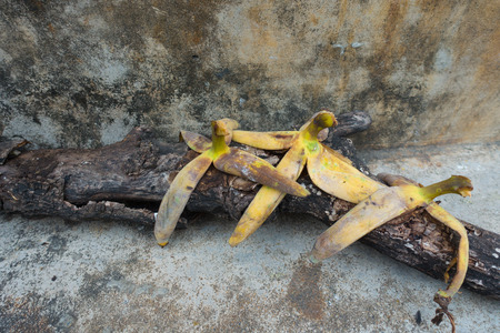 banana peel on a limbの写真素材