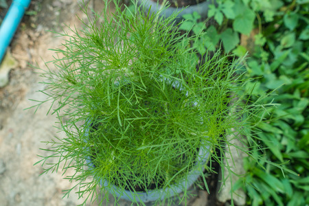 Top view Fresh dill in the potの写真素材