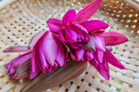 nymphaea pubescens in Basketの写真素材