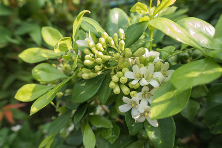 White flower Murraya paniculata or Orang Jessamin on treeの写真素材