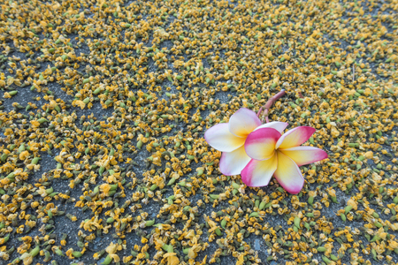 Plumeria flower and Burma padauk flower on the ground.の写真素材