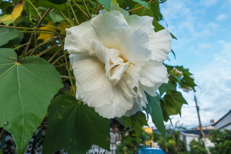 selective focus of Cotton rose on tree, Confederate rose (Hibiscus mutabilis L)の写真素材