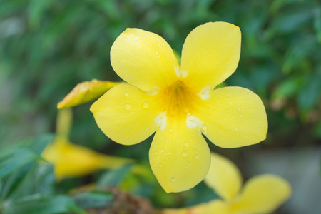 Golden trumpet vine, Yellow bell in the garden