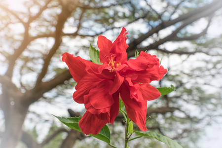 Focus red hibiscus flower on tree in blur natural backgroundの写真素材