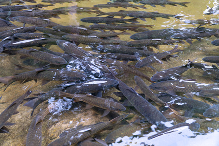 Antimony fish in the waterfall on natural background. Chanthaburi Thailand. Top view