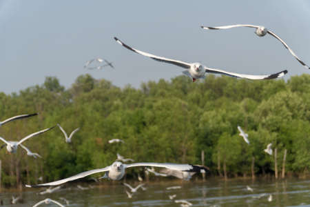 Seagulls flying at Bangpu recreation center in SamutPrakan Thailand. Seagulls were flying by the...