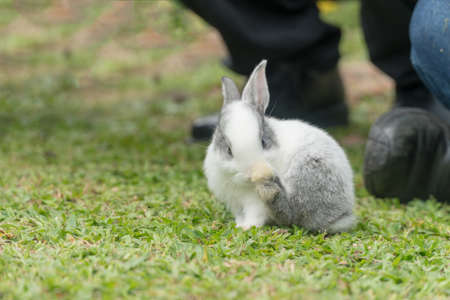 Close up little white grey rabbit sitting on fresh green grass background.