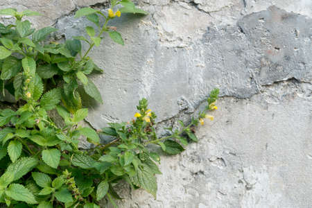 Plant and tree many species on the crack cement wall. Tree growing through cracked wall.