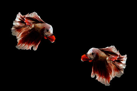 Siamese fighting fish , betta fish isolated on black background.