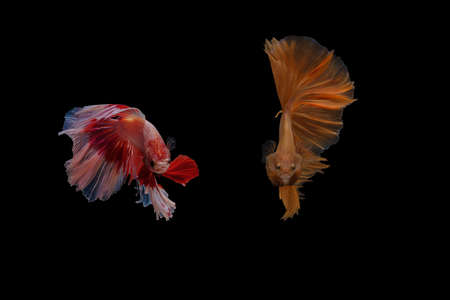 Two color Siamese fighting fish , betta fish isolated on black background.