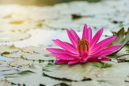 Red Lotus blooming in the morning day with sunlight on natural background.の写真素材