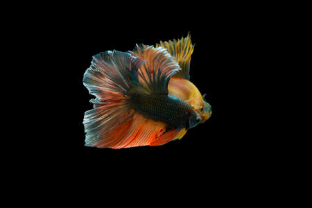 Two Siamese fighting fish , betta fish isolated on black background.