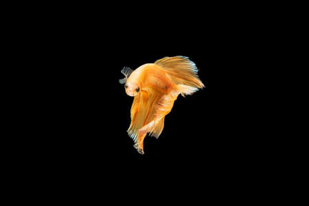 Yellow Siamese fighting fish , betta fish isolated on black background.