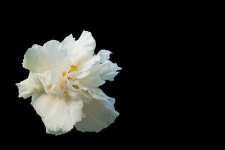 White Cotton rose isolated on black background. Confederate rose (Hibiscus mutabilis L)の写真素材