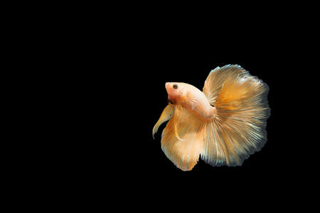Capture the moving moment of orange Siamese fighting fish , betta fish isolated on black background.